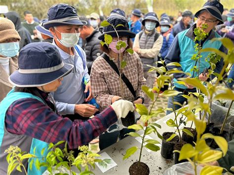 福木開花|臺灣原生樹木推廣及媒合平臺